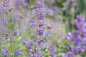 Catmint, Nepeta x faassenii Walkers Low, soft lavender-blue flowers photo